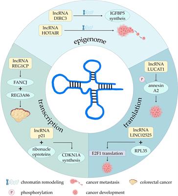 LncRNAs in tumor metabolic reprogramming and tumor microenvironment remodeling